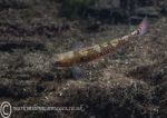 Two spot goby