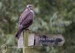 Buzzard