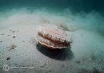King scallop