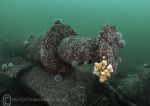 Dead Men's Fingers - Farnes Wreck