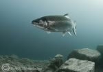 rainbow trout