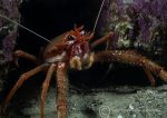 Long clawed squat lobster