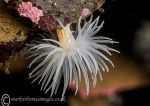 Sea loch anemone