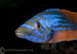 Cuckoo Wrasse - male