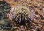 Green/Shore Urchin