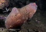 Pink sea squirt