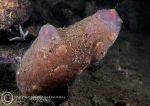 Pink sea squirt