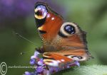 Peacock butterfly