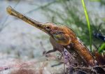 Greater Pipefish