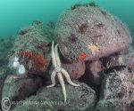 Spiny starfish