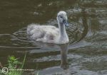 Cygnet