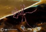 Sea spider