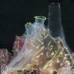 Sea squirt mix