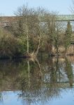 Tree Reflections