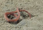 Ribbon worm 