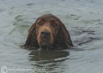 Finbar - swimming