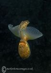 Akera bullata, a bubble-shell seaslug