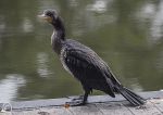 Cormorant