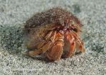 Hermit crab