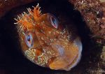 Tompot Blenny