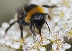 Buff-Tailed Bumble Bee