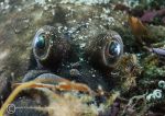 Plaice eyes