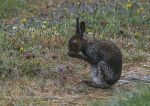 Juvenile Irish Hare