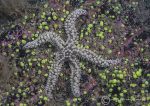 Spiny starfish & jewel anemones