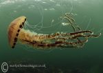 Compass Jellyfish & Juvenile Whiting