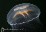 Moon jellyfish 2