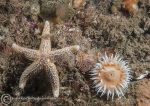 Starfish/Painted topshell/Sagartia elegans