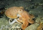 Lesser (or curled) Octopus