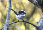 Long-tailed tit