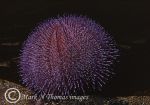 common urchin