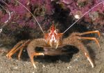 squat lobster