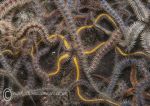 Brittlestars