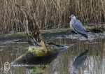 Grey heron & ? carved bird 2