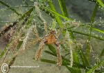 Long-legged spider crab - Criccieth