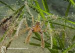 Long-legged spider crab - Criccieth