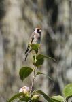 Goldfinch