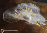 Polycera faeroensis 