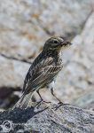 pipit