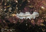 Candy-striped flatworm