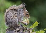 Grey squirrel & apple