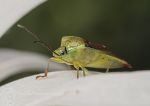 Hawthorn Shield Bug