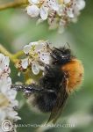 Common Carder Bee