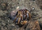 Hermit crab