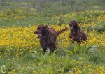 Finbar & Roonagh in buttercups