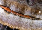 king scallop showing coral