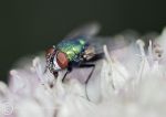 Greenbottle - Lucilia caesar.